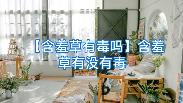 【含羞草有毒吗】含羞草有没有毒