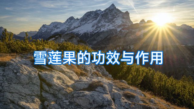 雪莲果的功效与作用