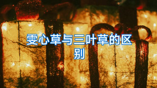 雯心草与三叶草的区别