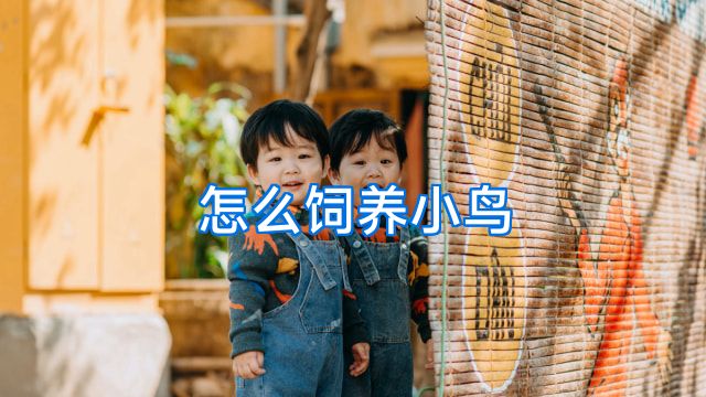 怎么饲养小鸟