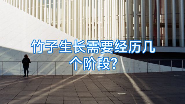 竹子生长需要经历几个阶段?