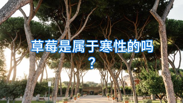 草莓是属于寒性的吗?