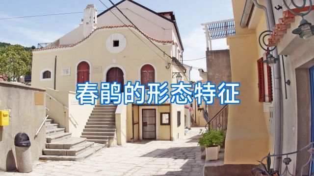 春鹃的形态特征
