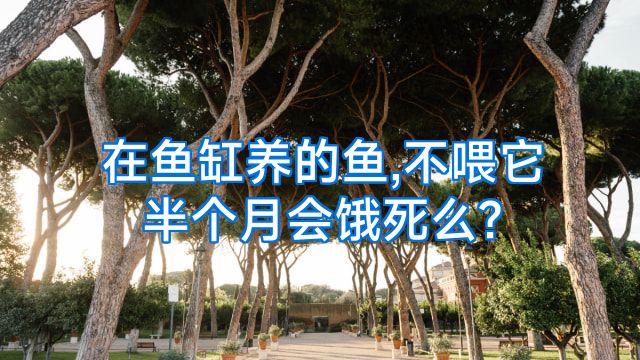 在鱼缸养的鱼,不喂它半个月会饿死么?