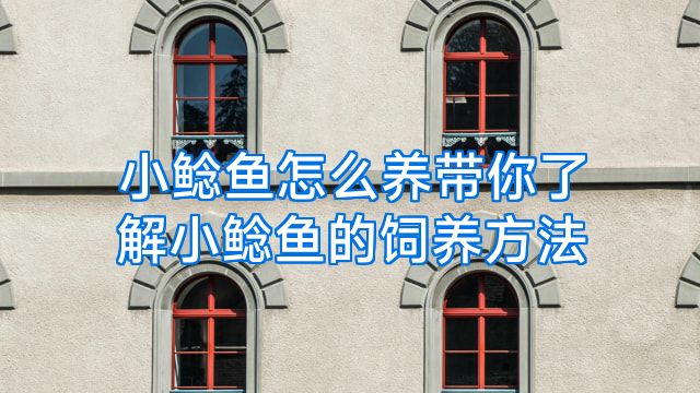 小鲶鱼怎么养带你了解小鲶鱼的饲养方法