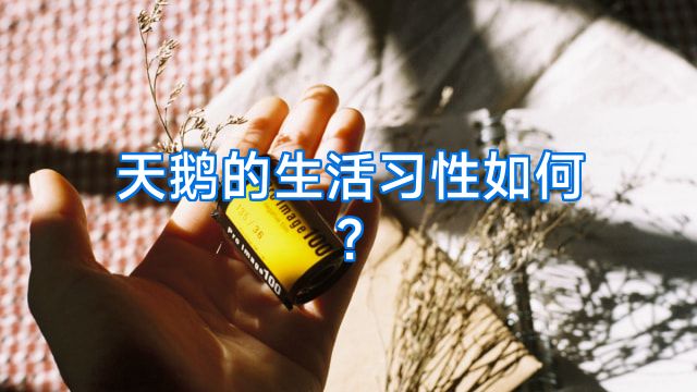 天鹅的生活习性如何?