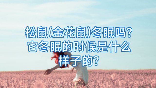松鼠(金花鼠)冬眠吗?它冬眠的时候是什么样子的?