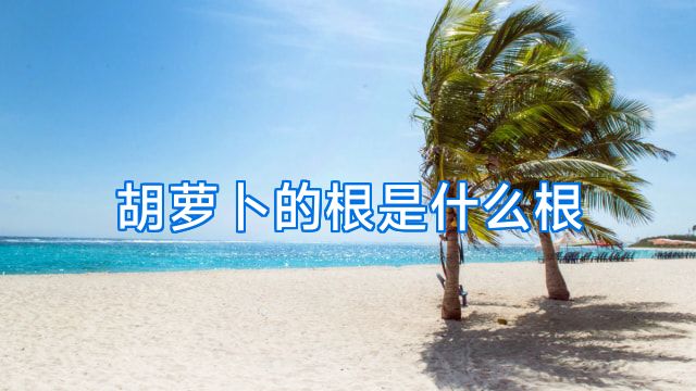 胡萝卜的根是什么根