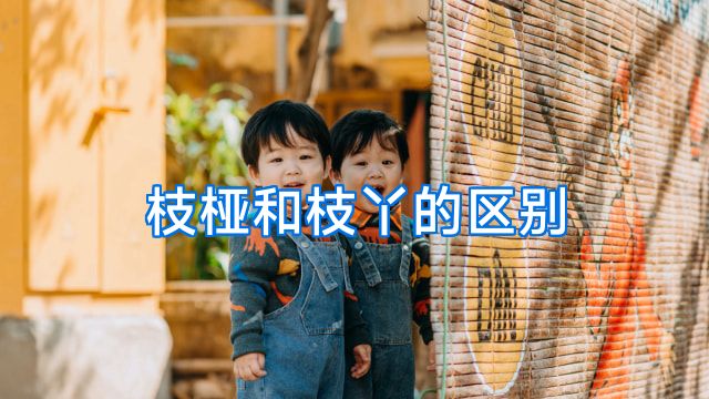 枝桠和枝丫的区别