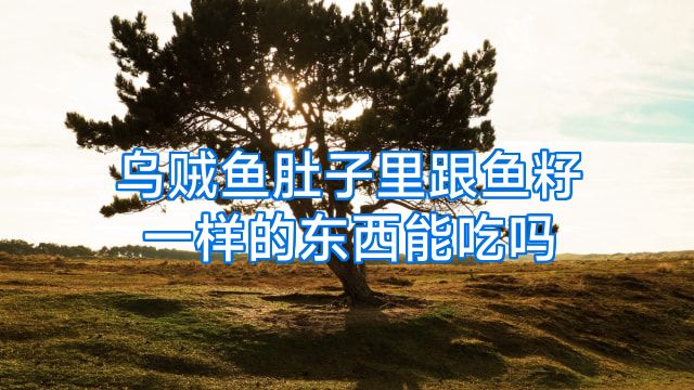 乌贼鱼肚子里跟鱼籽一样的东西能吃吗