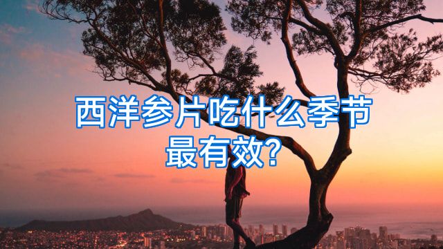西洋参片吃什么季节最有效?