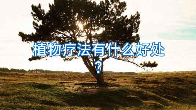 植物疗法有什么好处?