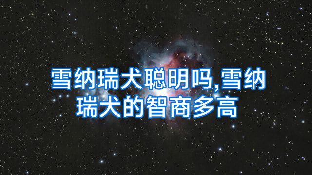 雪纳瑞犬聪明吗,雪纳瑞犬的智商多高