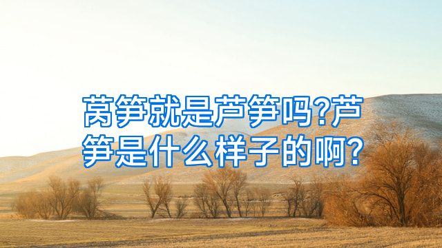莴笋就是芦笋吗?芦笋是什么样子的啊?