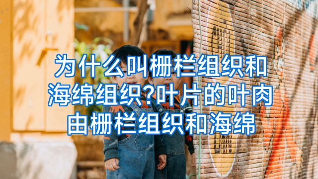 为什么叫栅栏组织和海绵组织?叶片的叶肉由栅栏组织和海绵