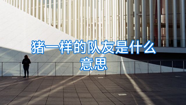 猪一样的队友是什么意思