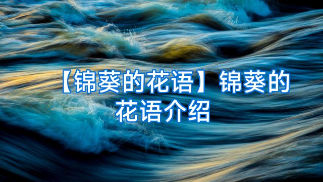 【锦葵的花语】锦葵的花语介绍