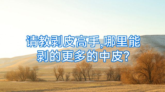 请教剥皮高手,哪里能剥的更多的中皮?