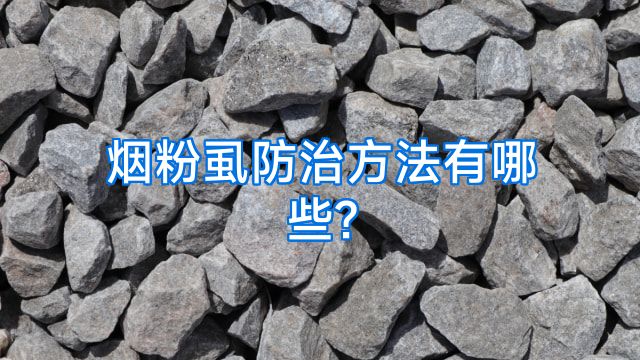 烟粉虱防治方法有哪些?