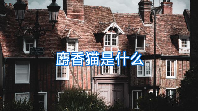 麝香猫是什么