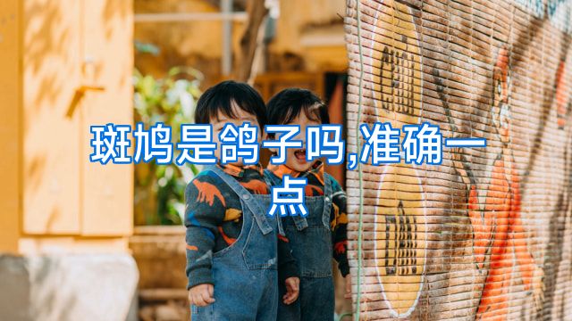 斑鸠是鸽子吗,准确一点