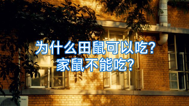 为什么田鼠可以吃?家鼠不能吃?