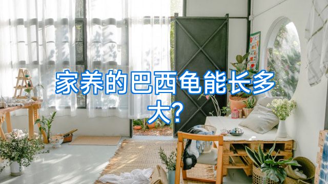 家养的巴西龟能长多大?
