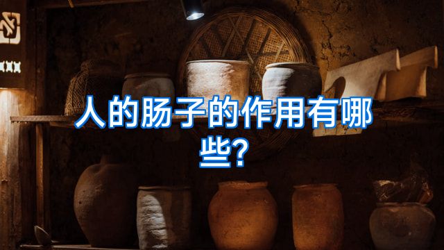 人的肠子的作用有哪些?