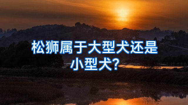 松狮属于大型犬还是小型犬?