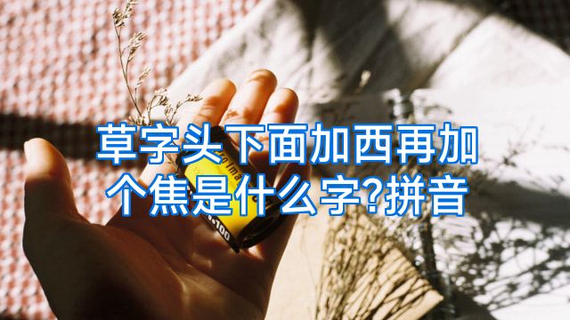 草字头下面加西再加个焦是什么字?拼音