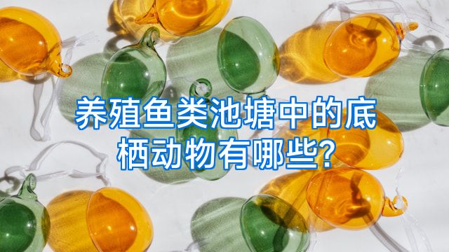 养殖鱼类池塘中的底栖动物有哪些?
