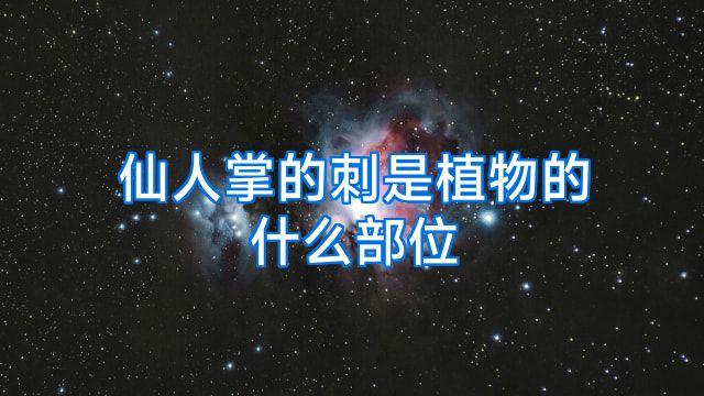 仙人掌的刺是植物的什么部位