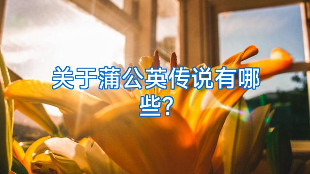 关于蒲公英传说有哪些?