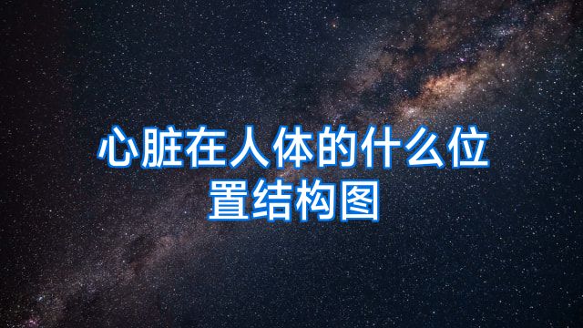 心脏在人体的什么位置结构图