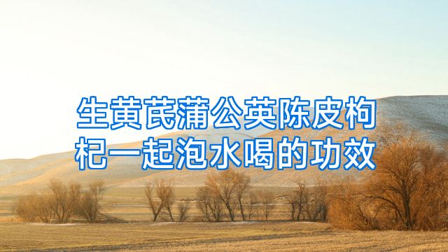 生黄芪蒲公英陈皮枸杞一起泡水喝的功效