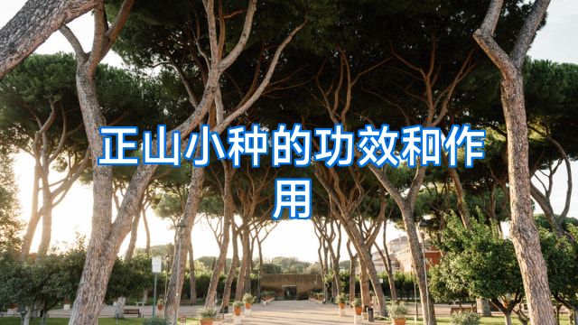 正山小种的功效和作用