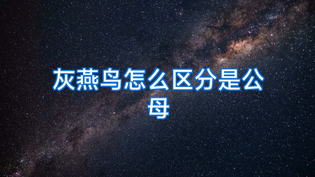 灰燕鸟怎么区分是公母