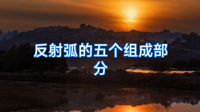 反射弧的五个组成部分