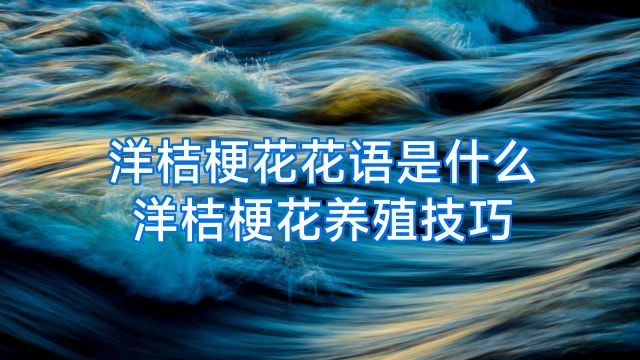 洋桔梗花花语是什么洋桔梗花养殖技巧