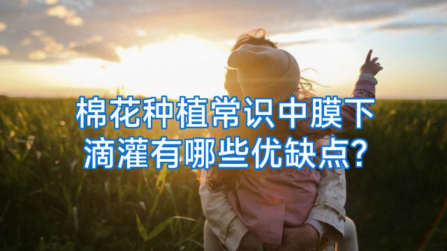棉花种植常识中膜下滴灌有哪些优缺点?