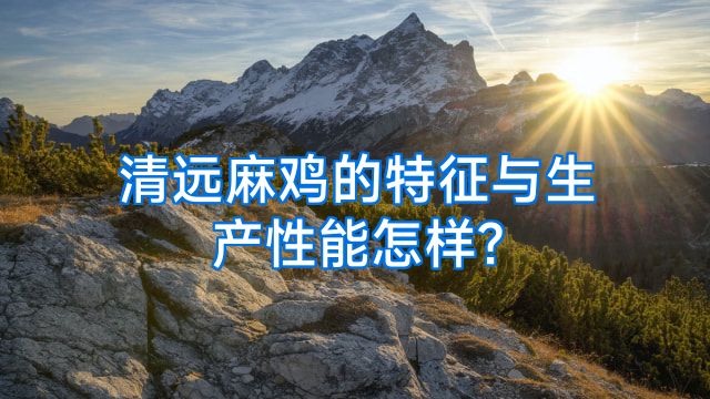 清远麻鸡的特征与生产性能怎样?