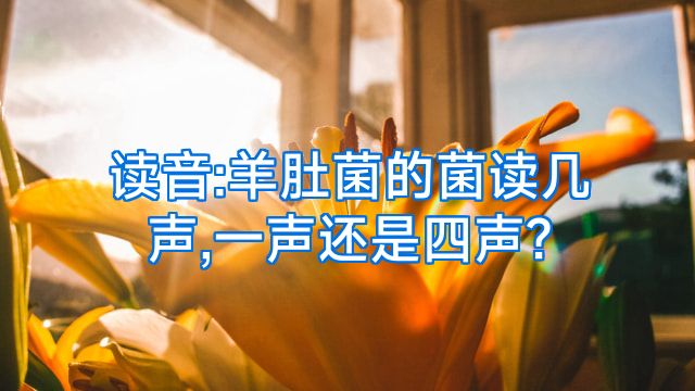 读音:羊肚菌的菌读几声,一声还是四声?