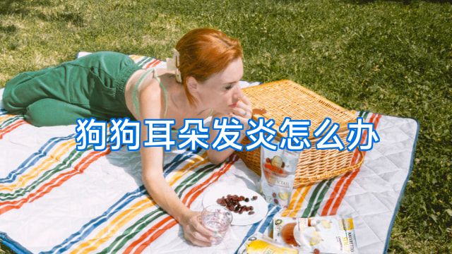 狗狗耳朵发炎怎么办