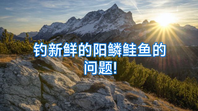 钓新鲜的阳鳞鲑鱼的问题!