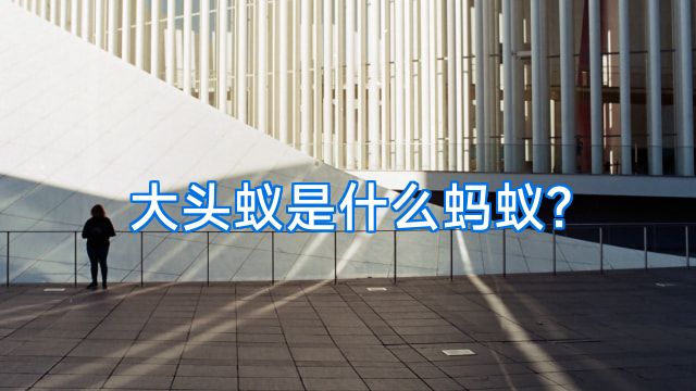 大头蚁是什么蚂蚁?