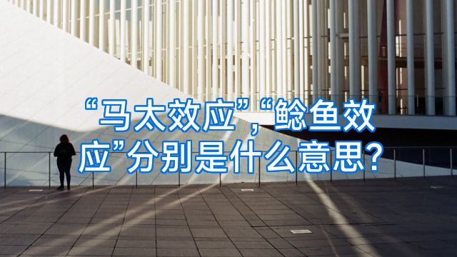 “马太效应”,“鲶鱼效应”分别是什么意思?