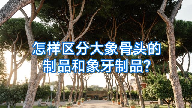 怎样区分大象骨头的制品和象牙制品?