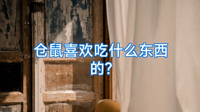 仓鼠喜欢吃什么东西的?