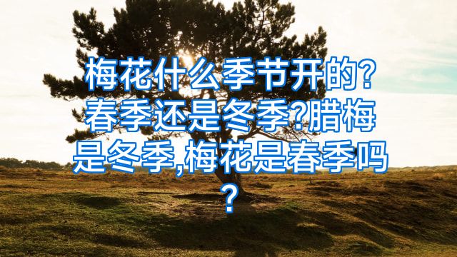 梅花什么季节开的?春季还是冬季?腊梅是冬季,梅花是春季吗?