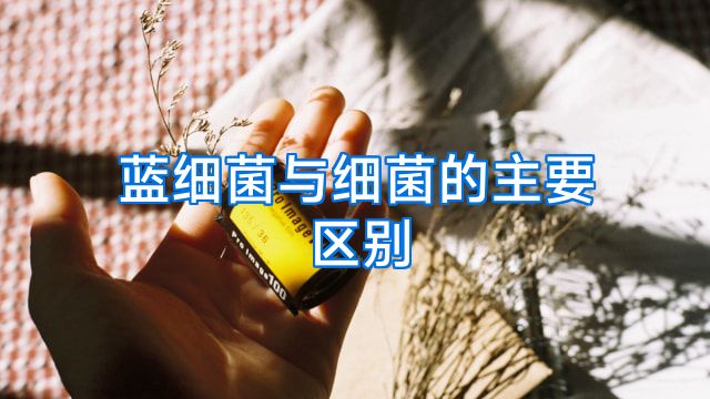 蓝细菌与细菌的主要区别